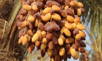 بادپا خرما فروشنده مستقیم خرما در جنوب ایران هرمزگان