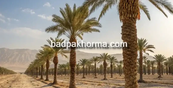 تولید خرما مرغوب در جنوب ایران خوزستان