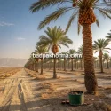 تولید خرما مرغوب در جنوب ایران یزد